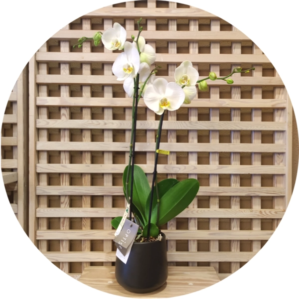 Orchidea phalenopsis 